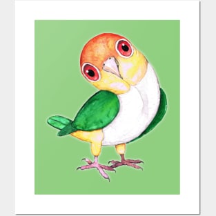 White bellied caique Posters and Art